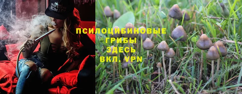 Псилоцибиновые грибы MAGIC MUSHROOMS  Белозерск 